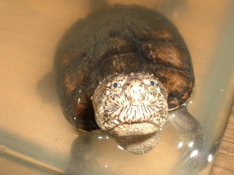 Common Snapping Turtle(Chelydra serpentina)