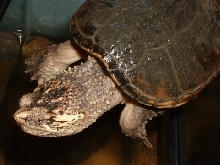 Common Snapping Turtle(Chelydra serpentina)