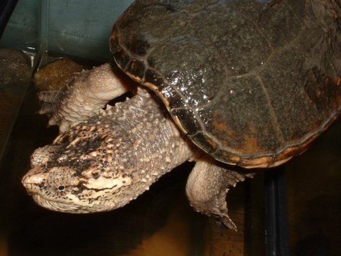 Common Snapping Turtle(Chelydra serpentina)