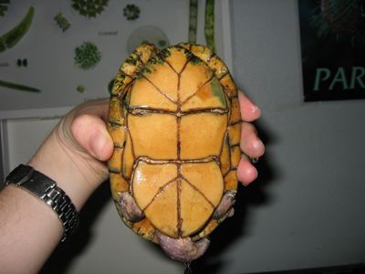 bottom view