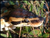 Ball Python