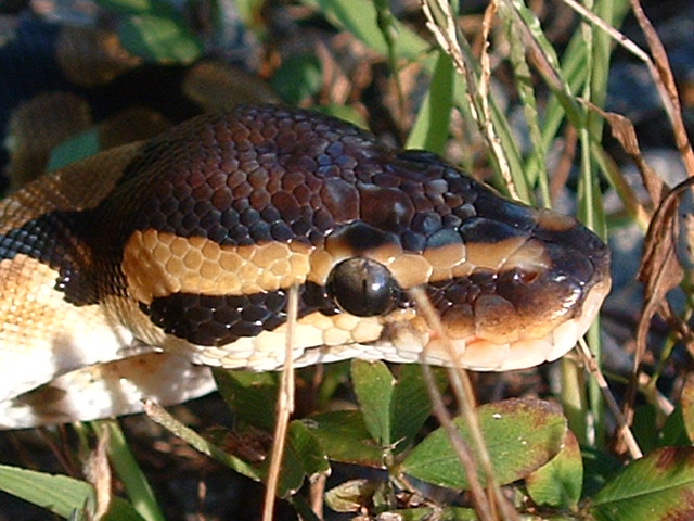 Ball Python