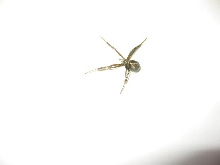 Redback?