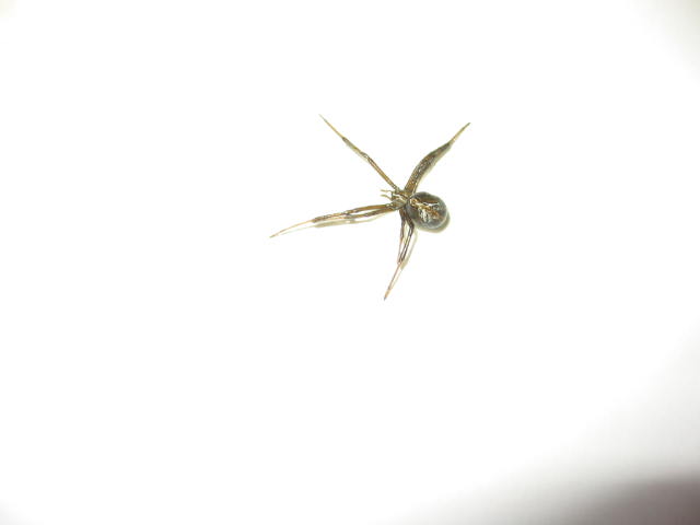Redback?