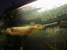 My Golden-cross Back Arowana