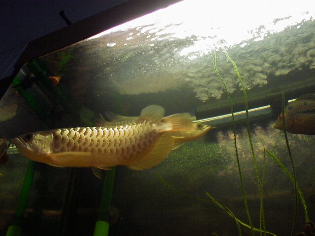 My Golden-cross Back Arowana