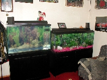 both of my tanks