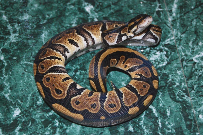 06F3