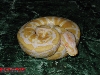 06 albino