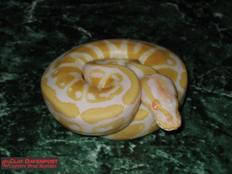 06 albino