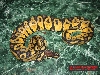 06 pastel male 1