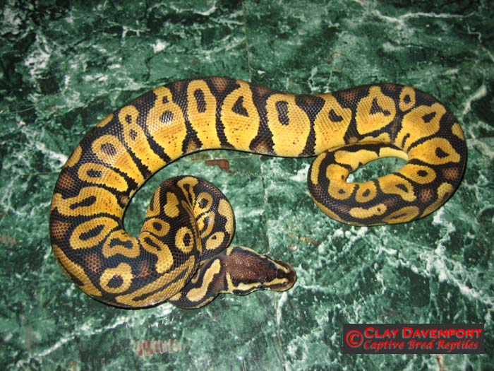 06 pastel male 1