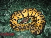 06 pastel male 3