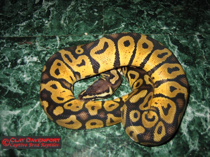 06 pastel male 3