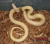 Aberrant Female