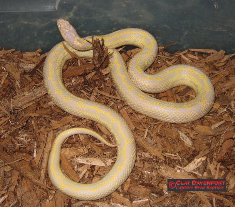 Aberrant Female