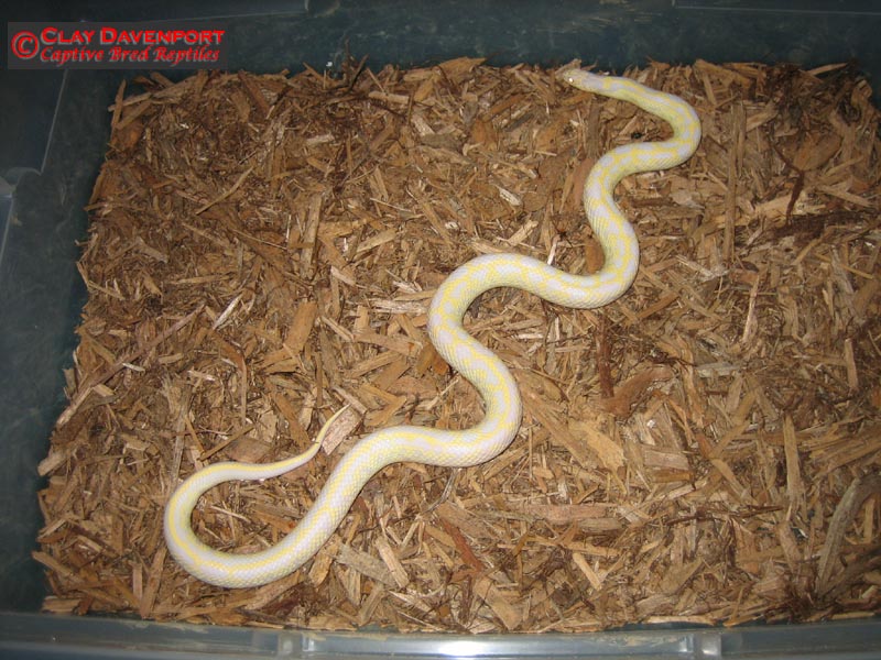 aberrant male cal king