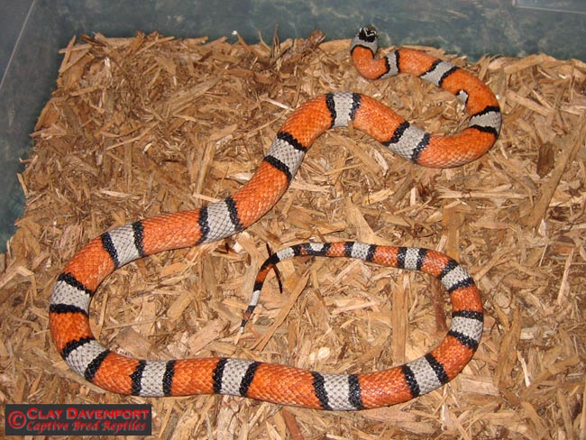 Alterna Male