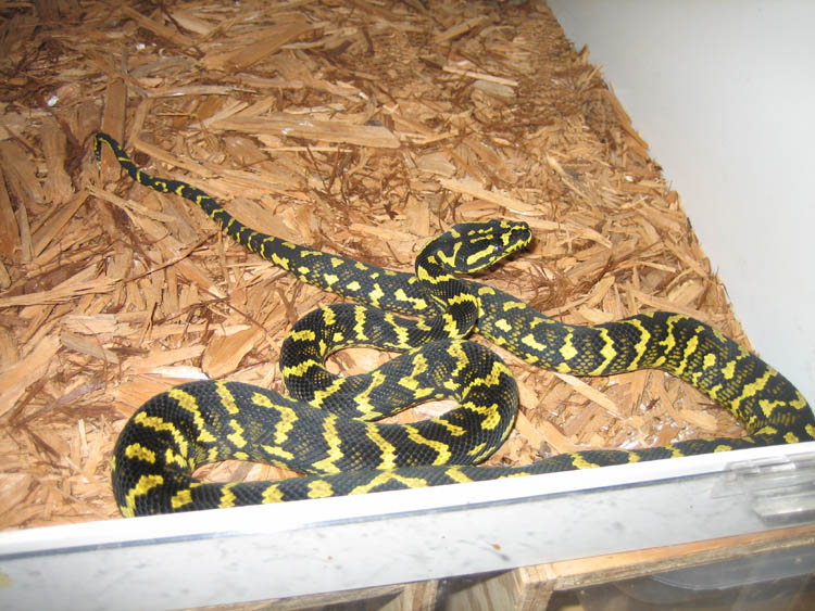 04male
