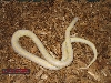 Striped Female Cal King