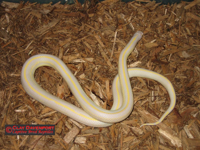 Striped Female Cal King