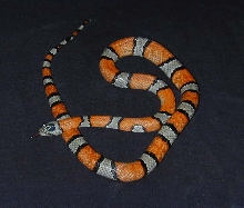 Male alterna