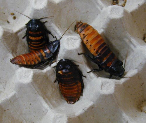 hissers