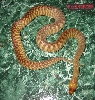 Woma 06 female