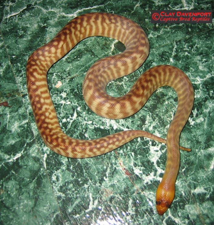 Woma 06 female