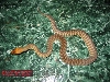 woma 06 male