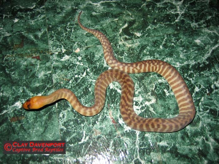 woma 06 male