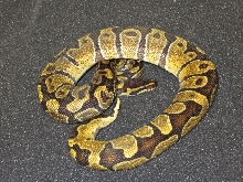 Enchi combo
