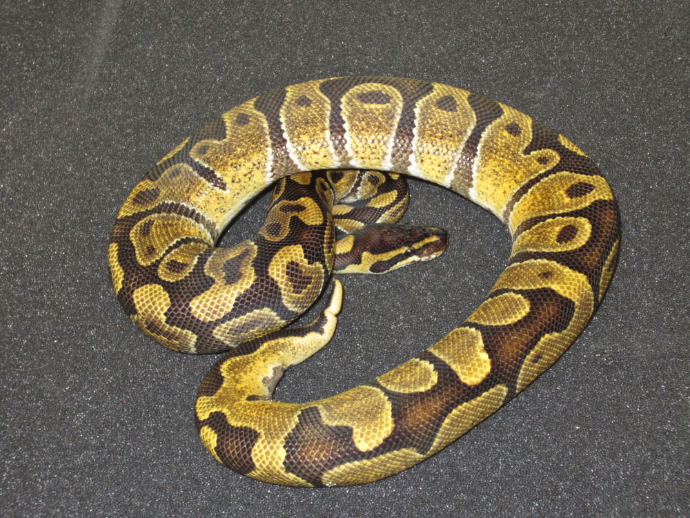 Enchi combo