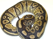 Possible Phantom