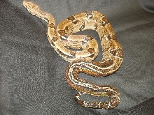 boa
