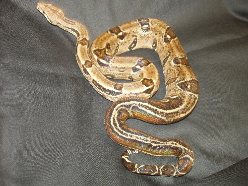 boa