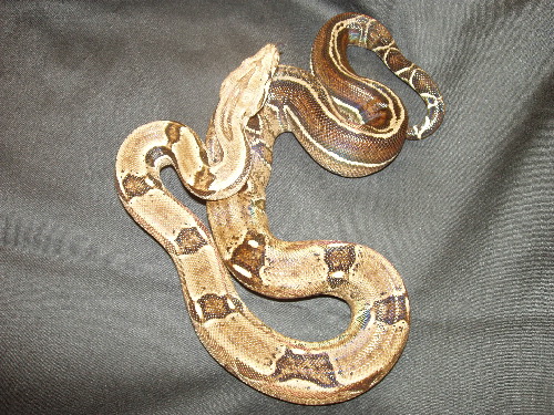 boa