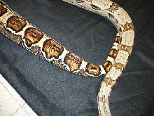 More tail