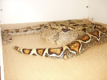 My pastel 2