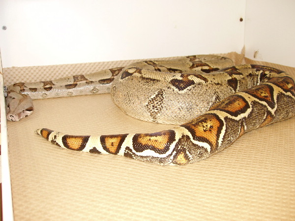 My pastel 2