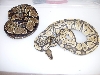 ghost and het