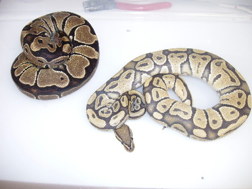 ghost and het