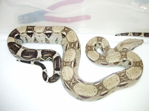 anery male