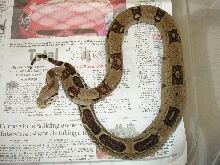 abbarent male