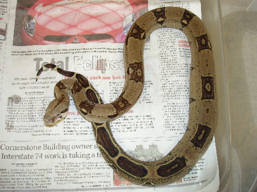 abbarent male
