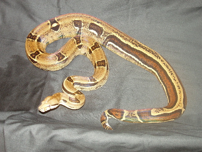 reverse stripe
