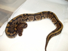 New baby