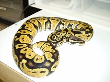 Female Pastel