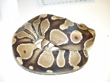 W.C. Burgandy Female
