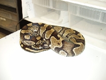 W.C. Burgandy Female #2
